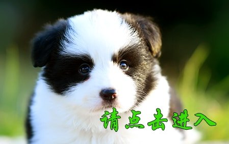 帅帅 母D1