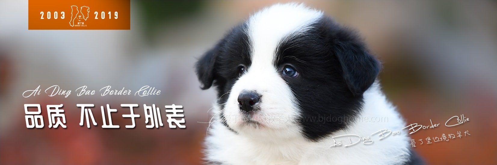 赛级边牧小狗奶狗幼崽