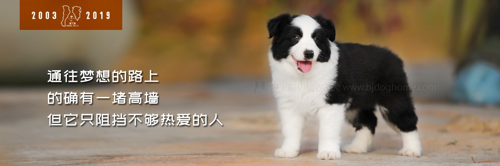 纯种边牧小狗奶狗幼犬