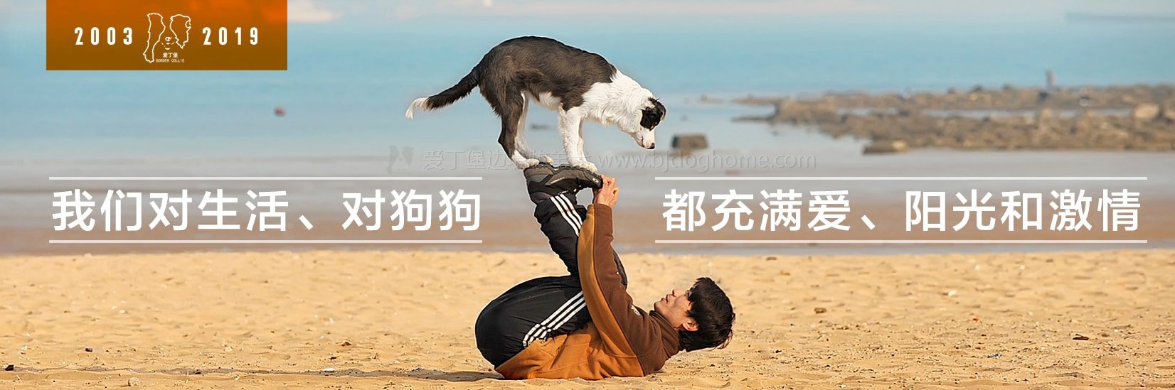 蓝白色边牧训练“上脚底”