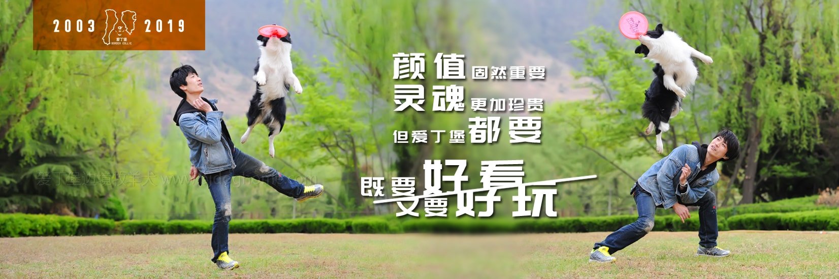 爱丁堡边境牧羊犬