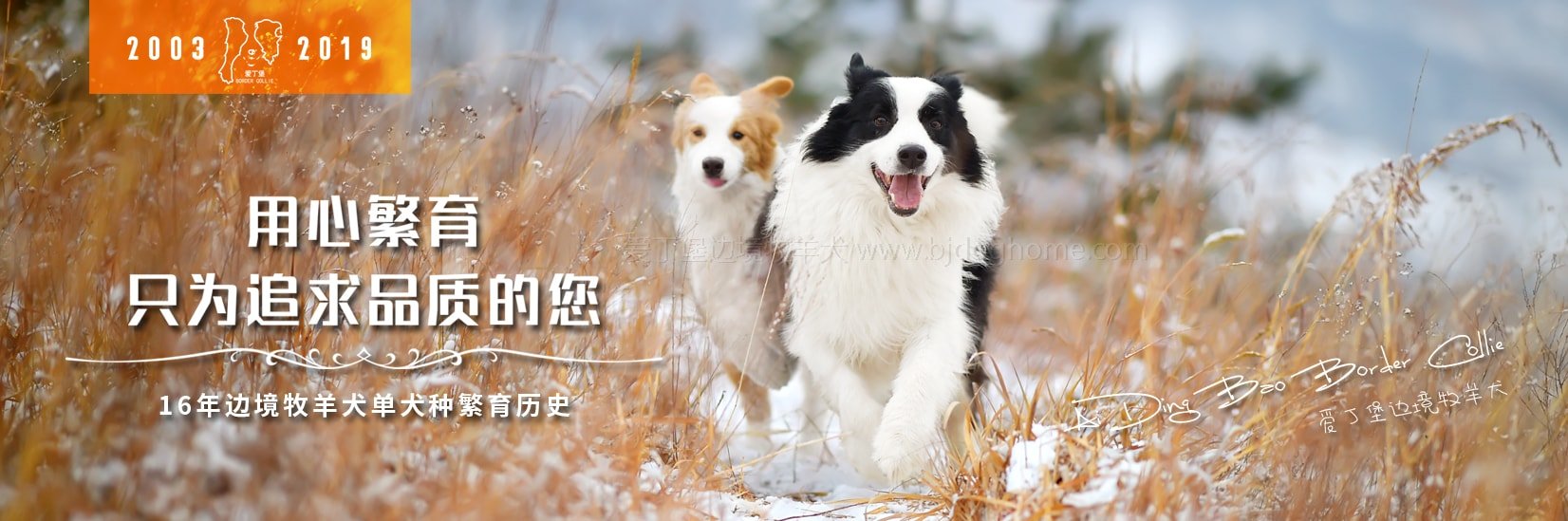 黑白边牧与金色边牧