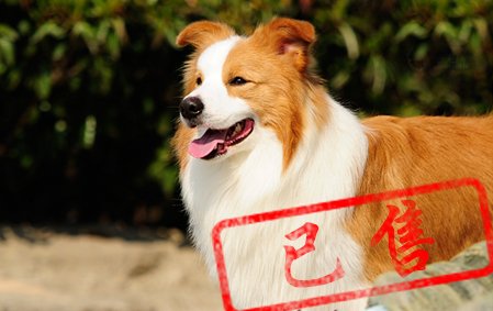 哈雷