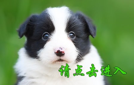 帅帅 母D1
