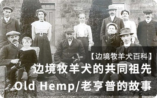 【边境牧羊犬百科】边境牧羊犬的共同祖先——Old Hemp/老亨普的故事