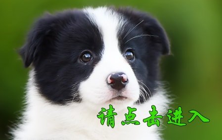 帅帅 母D1