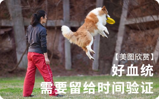 【美图欣赏】好血统，需要留给时间验证