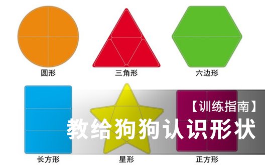 【训练指南】如何教给狗狗认识形状