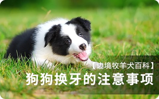 【边境牧羊犬百科】狗狗换牙的注意事项