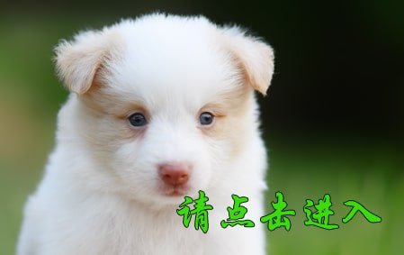 感谢烟台赵先生已结缘 花花
