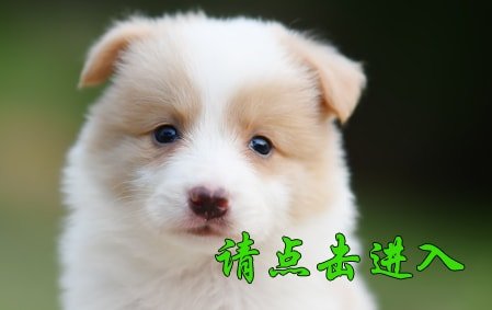 感谢烟台赵先生已结缘 花花