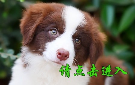 卡罗琳