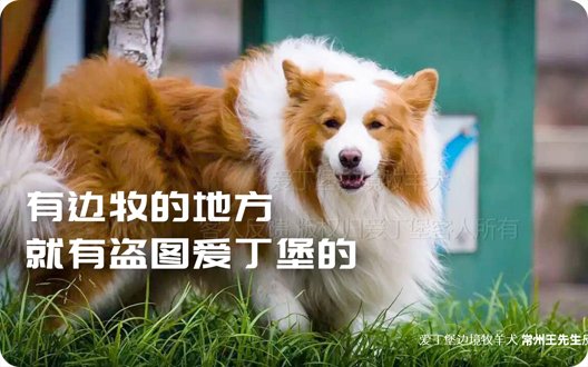 【警惕】有边牧的地方就有盗图爱丁堡的