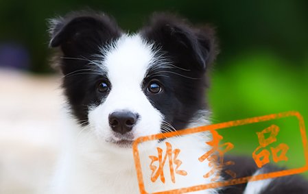 安吉拉 公A2