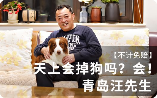 【不计免赔】天上会掉狗吗？会！ （青岛汪先生）