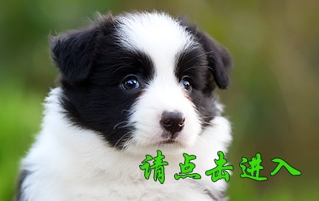 沫沫