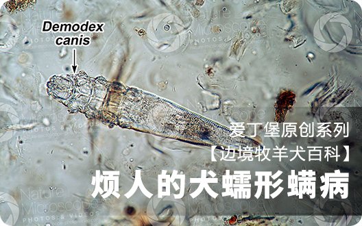 【边境牧羊犬百科】烦人的犬蠕形螨病