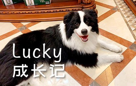 “Lucky”成长记（武汉凌先生）