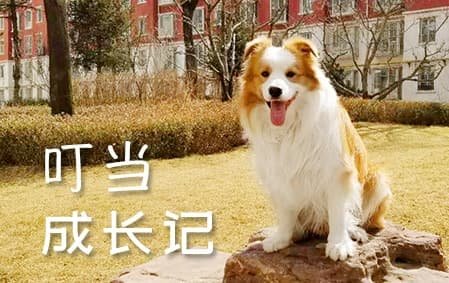 “叮当”成长记（山西王先生）