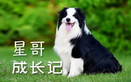 “星哥”成长记（四川张先生）