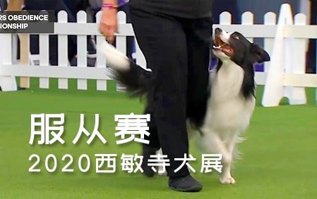 2020西敏寺犬展——服从赛