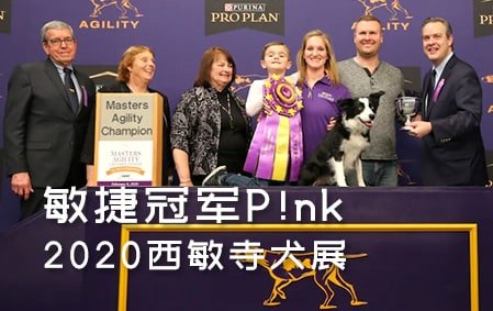 2020西敏寺犬展——敏捷赛