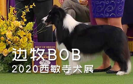2020西敏寺犬展——边境牧羊犬组审查视频/BOB诞生