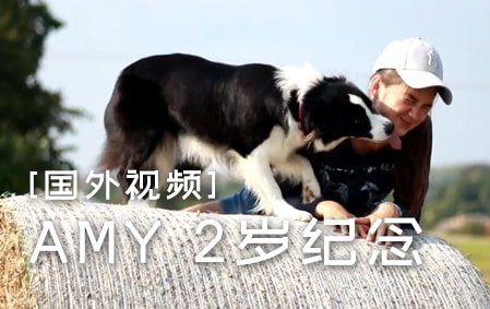  边境牧羊犬AMY两岁啦