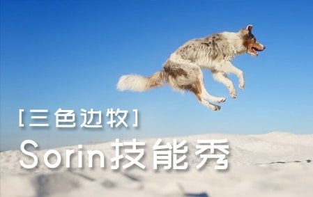 三色边牧Sorin的飞盘技能秀