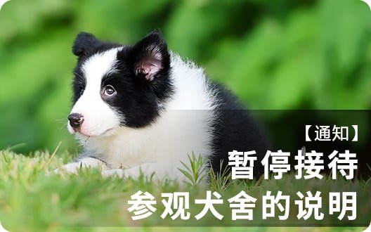 【通知】爱丁堡暂停接待参观犬舍的说明