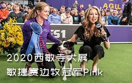 2020西敏寺犬展敏捷赛边牧冠军Pink