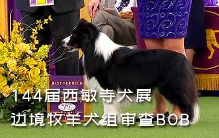 144届西敏寺犬展边境牧羊犬组审查BOB