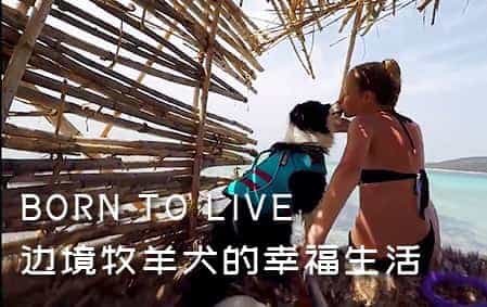 BORN TO LIVE 边境牧羊犬的幸福生活