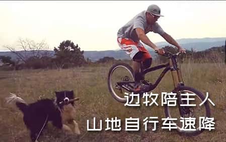 超燃！边牧陪主人山地自行车高山速降