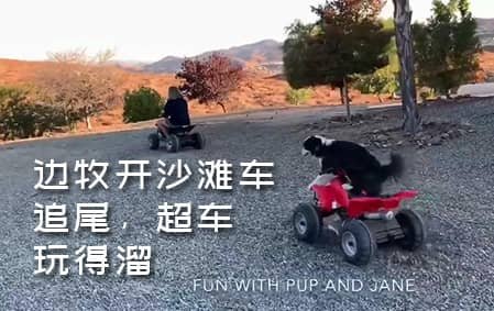 边牧开沙滩车，追尾，超车，玩得溜