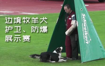  边牧能看家护卫吗？——边境牧羊犬护卫、防爆展示赛