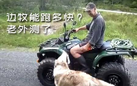  边牧连续奔跑能跑多快？