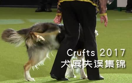 Crufts 2017犬展失误集锦