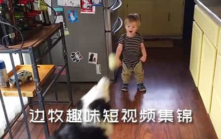 边牧趣味短视频集锦