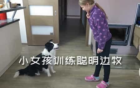 小女孩训练的边牧很棒