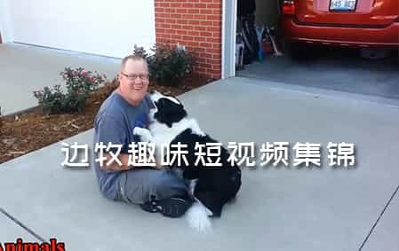 边牧趣味小视频集锦