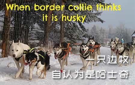  边牧混进了哈士奇的队伍