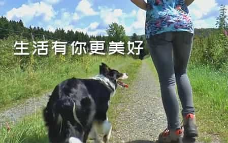 有边牧的生活更美好