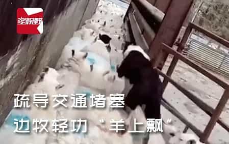  羊群出圈遇交通堵塞边牧疏导交通