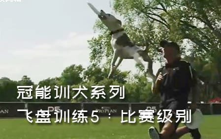 冠能飞盘狗训练：5比赛级别