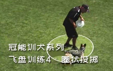冠能飞盘狗训练：4圈状投掷（转圈）