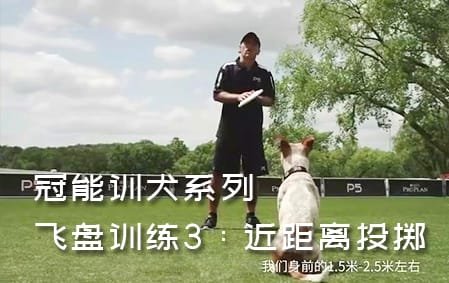冠能飞盘狗训练：3近距离投掷