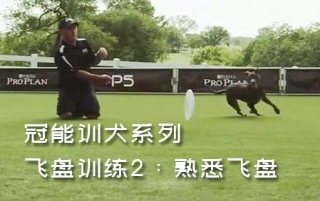 冠能飞盘犬训练：2熟悉飞盘