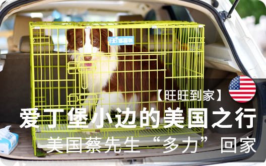 【旺旺到家】爱丁堡小边的美国之行（美国蔡先生“多力”回家）