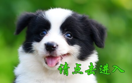 感谢大连张女士已结缘阿牧 2020年